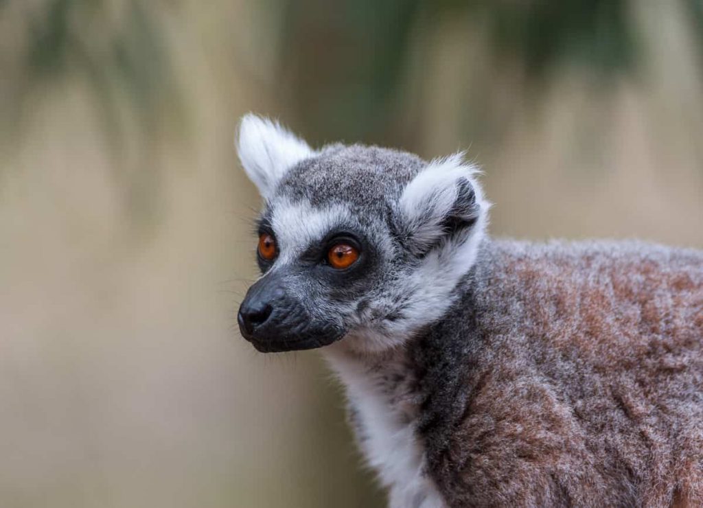 Ringstaartmaki Lemur catta